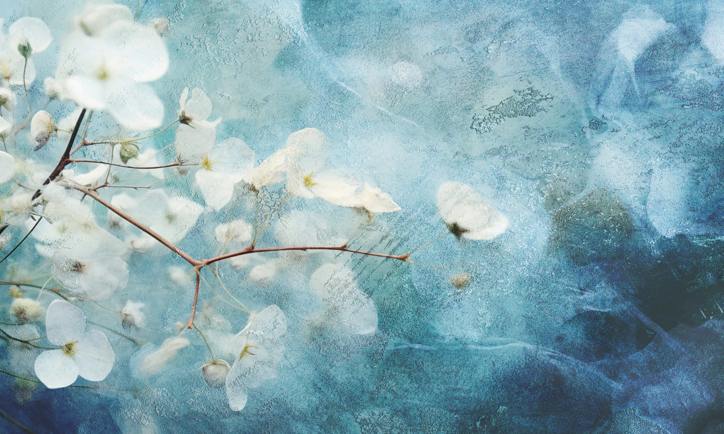 Wzór fototapety Cotton Flowers – gałązki z białymi kwiatami na turkusowo-niebieskim tle
